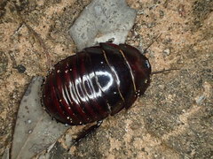 Geoscapheus robustus