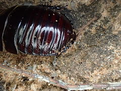 Geoscapheus robustus