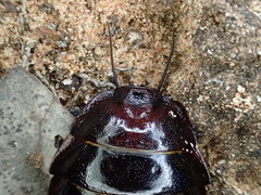 Geoscapheus robustus