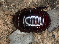 Geoscapheus robustus