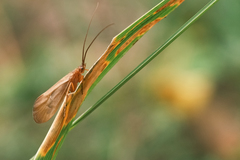 Anabolia