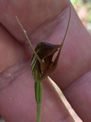 Pterostylis erecta