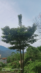 Alstonia