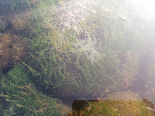 Tetraspora cylindrica