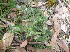 Xanthosia huegelii