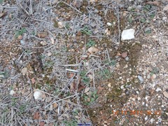 Echium vulgare pustulatum