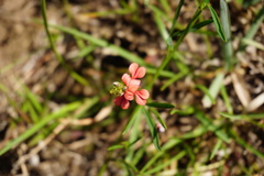 Indigofera disticha