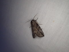 Prorocopis transversilinea