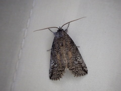 Prorocopis transversilinea
