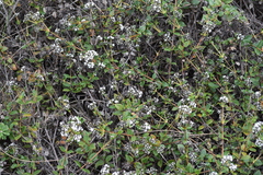 Logania ovata