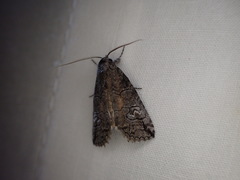 Prorocopis transversilinea
