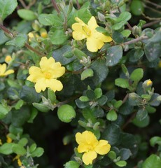 Hibbertia truncata
