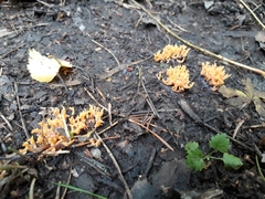 Clavulinopsis corniculata