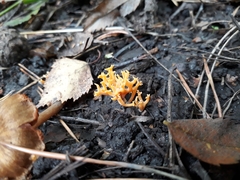 Clavulinopsis corniculata