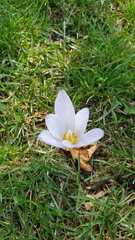 Crocus kotschyanus