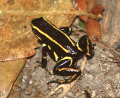 Dendrobates truncatus