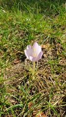 Crocus kotschyanus