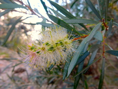 Melaleuca paludicola