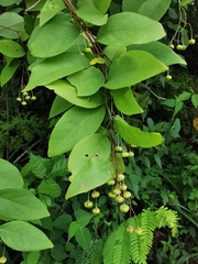 Phyllanthus botryanthus
