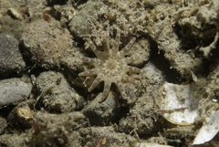 Halcampa chrysanthellum