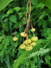 Phyllanthus botryanthus