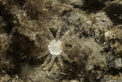 Halcampa chrysanthellum