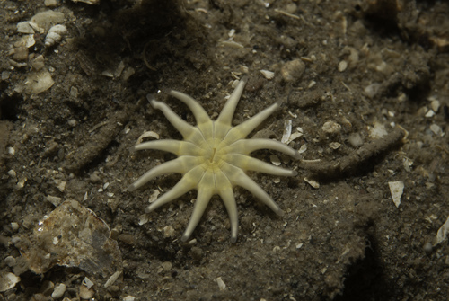 Halcampa chrysanthellum