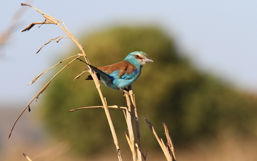 Carraca abisinia (Coracias abyssinicus)