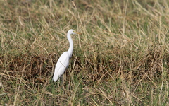 Ardea intermedia brachyrhyncha