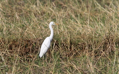 Ardea intermedia brachyrhyncha