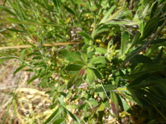 Gonocarpus elatus