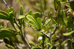 Gymnosporia elliptica