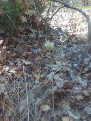 Allium rupestre