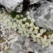 Paronychia kapela serpyllifolia - Photo (c) Ghislain118, some rights reserved (CC BY-SA)