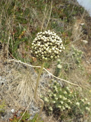 Allium ampeloprasum