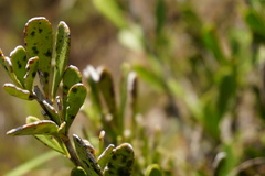 Gymnosporia elliptica