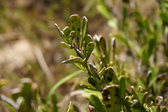 Gymnosporia elliptica