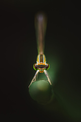 Agriocnemis pygmaea