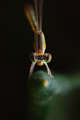 Agriocnemis pygmaea