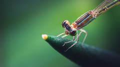 Agriocnemis pygmaea