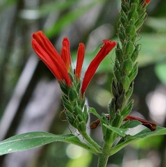 Aphelandra longiflora