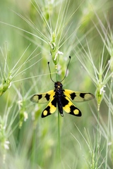 Libelloides macaronius