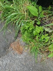 Pentaglottis sempervirens