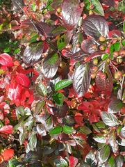 Cotoneaster lucidus