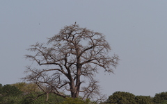 Circaetus cinerascens