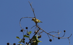 Pogoniulus chrysoconus