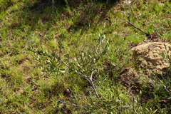 Gymnosporia elliptica