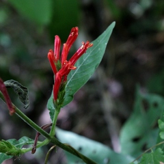 Aphelandra longiflora