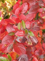Cotoneaster lucidus