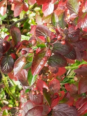 Cotoneaster lucidus